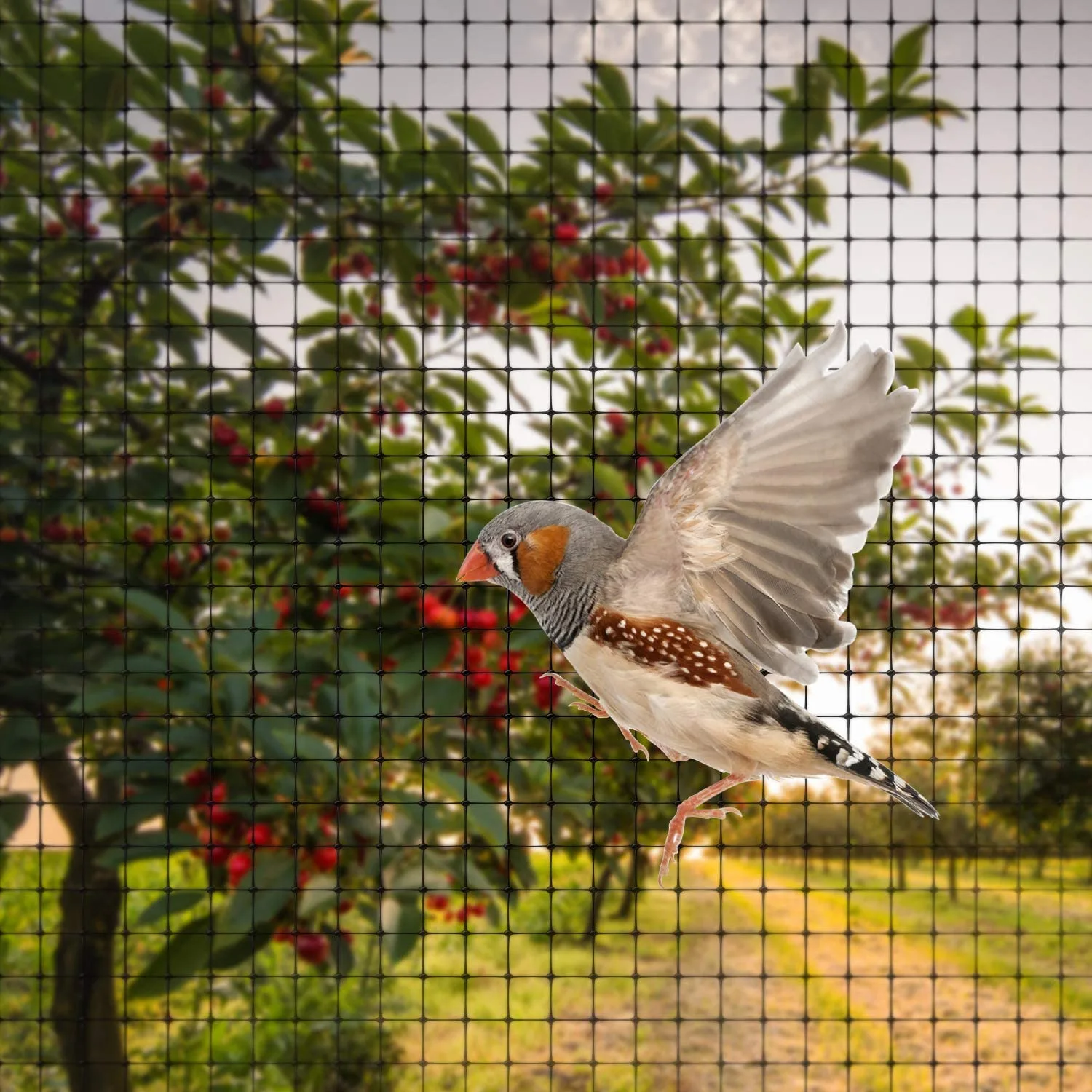 Bird netting services in Delhi NCR